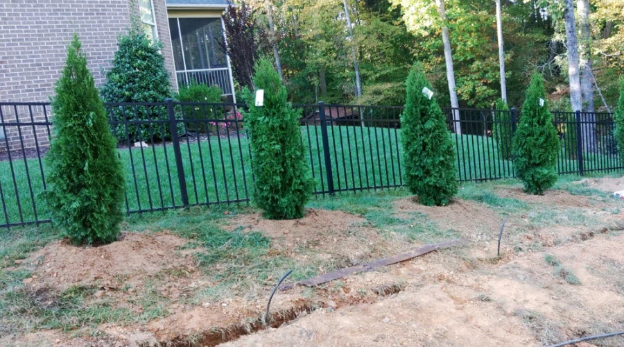 newly installed trees