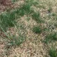 pre emergent 1